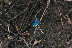 Alcedo semitorquata