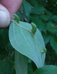 Craneiobia tuba