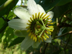 Passiflora talamancensis
