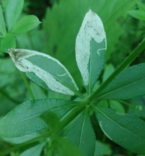 Liriomyza galiivora