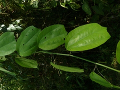 Passiflora talamancensis