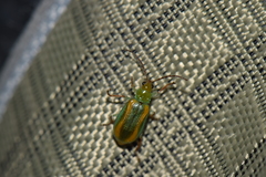 Diabrotica porracea