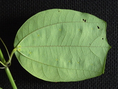Passiflora talamancensis