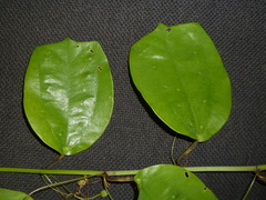 Passiflora talamancensis