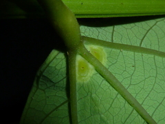 Passiflora talamancensis