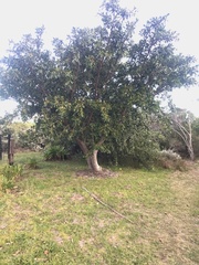 Ficus thonningii