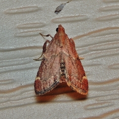 Hypsopygia intermedialis