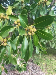 Ficus thonningii