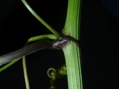 Passiflora talamancensis