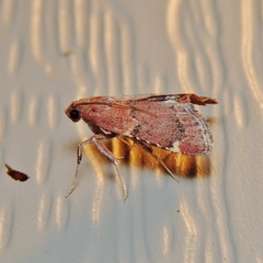 Hypsopygia intermedialis