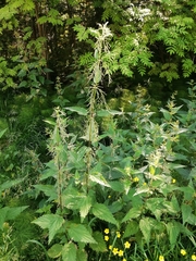 Urtica galeopsifolia