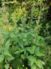 Urtica galeopsifolia