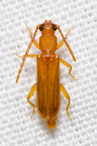 Smodicum cucujiforme