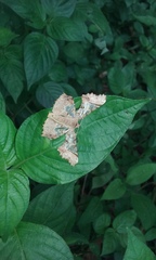 Krananda semihyalina