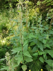 Urtica galeopsifolia