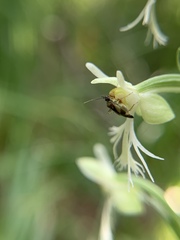 Plagiognathus obscurus