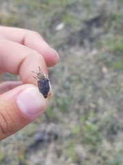 Thanatophilus lapponicus