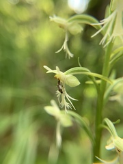 Plagiognathus obscurus