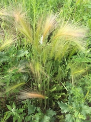 Hordeum jubatum