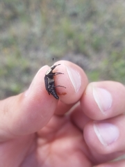 Thanatophilus lapponicus