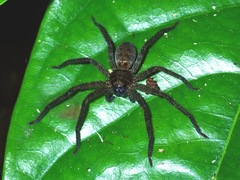 Heteropoda tetrica