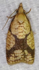 Cenopis ferreana