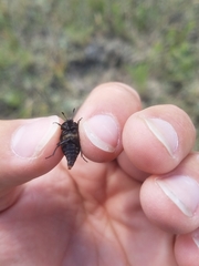 Thanatophilus lapponicus