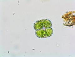 Cosmarium punctulatum