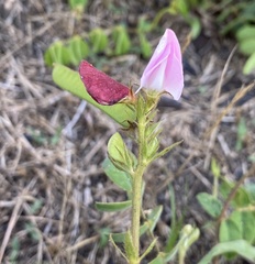 Tephrosia spicata