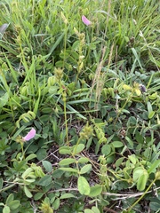 Tephrosia spicata