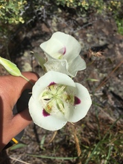 Calochortus eurycarpus