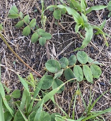 Tephrosia spicata