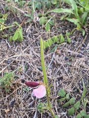 Tephrosia spicata