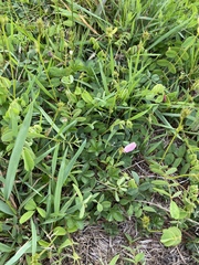 Tephrosia spicata