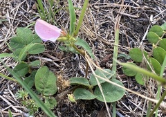 Tephrosia spicata