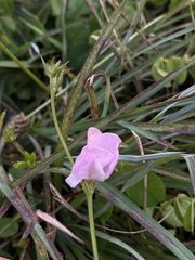 Tephrosia spicata