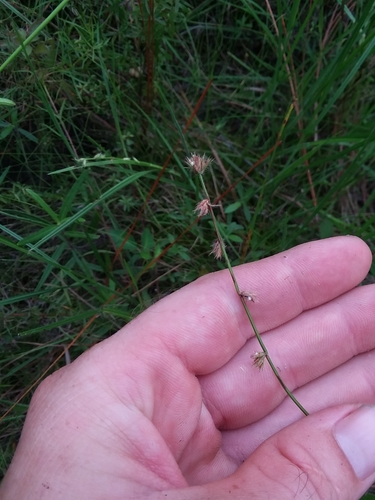 Image of Scleria distans by (c) Will McFarland, some rights reserved (CC BY)