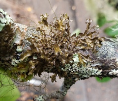 Tuckermanopsis chlorophylla