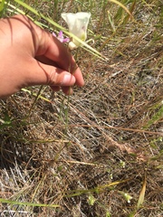 Calochortus eurycarpus