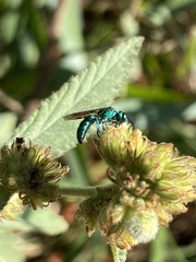 Temnosoma