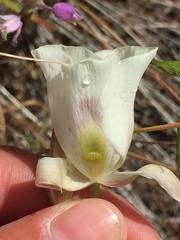 Calochortus eurycarpus