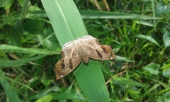 Odontoptilum angulata