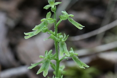 Neottia auriculata