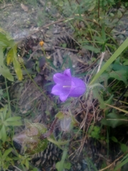 Campanula medium