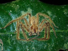 Heteropoda davidbowie
