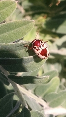 Cryptocephalus mutabilis