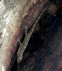 Hemidactylus leschenaultii