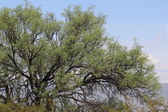 Prosopis odorata