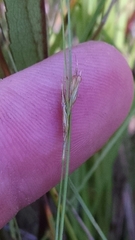 Rhynchospora capillacea