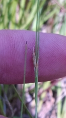 Rhynchospora capillacea